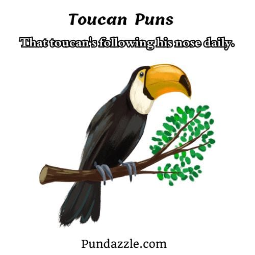 Toucan Puns